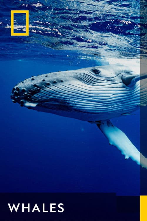 Whales Season 1 poster