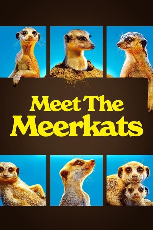 Meet The Meerkats Season 1 poster