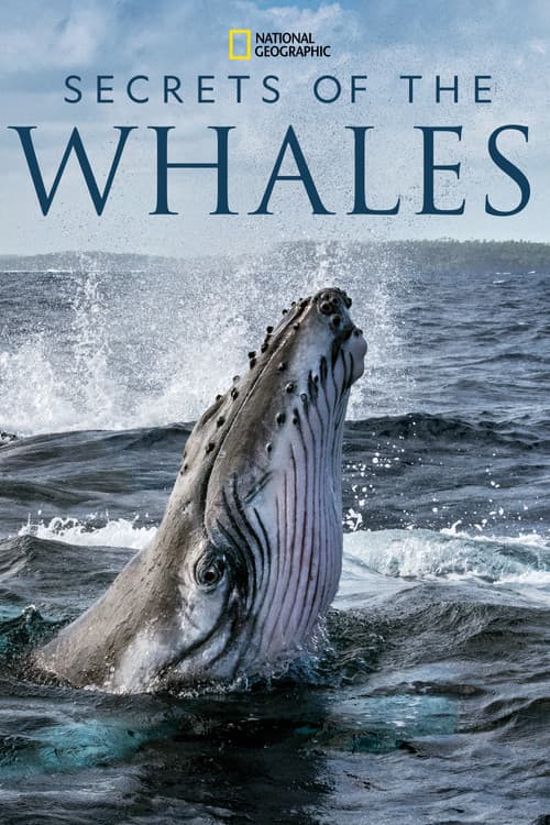 Secrets of the Whales Season 1 poster