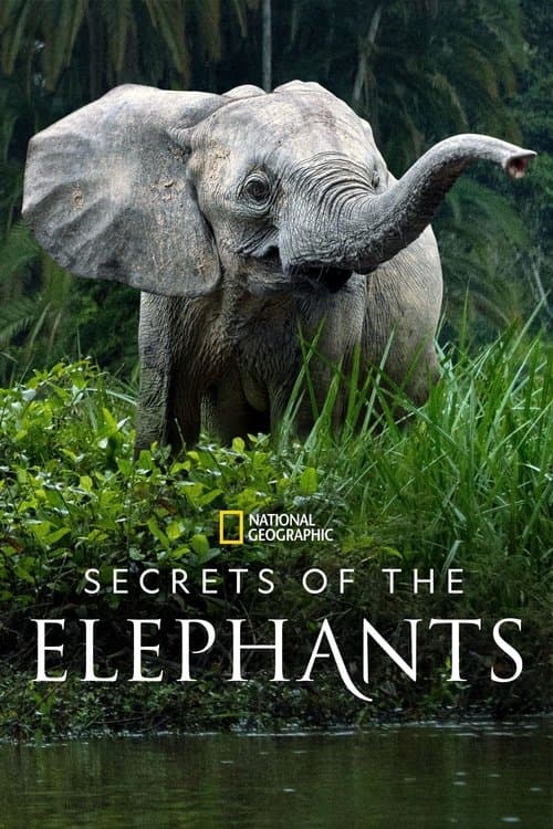 Secrets of the Elephants Miniseries poster