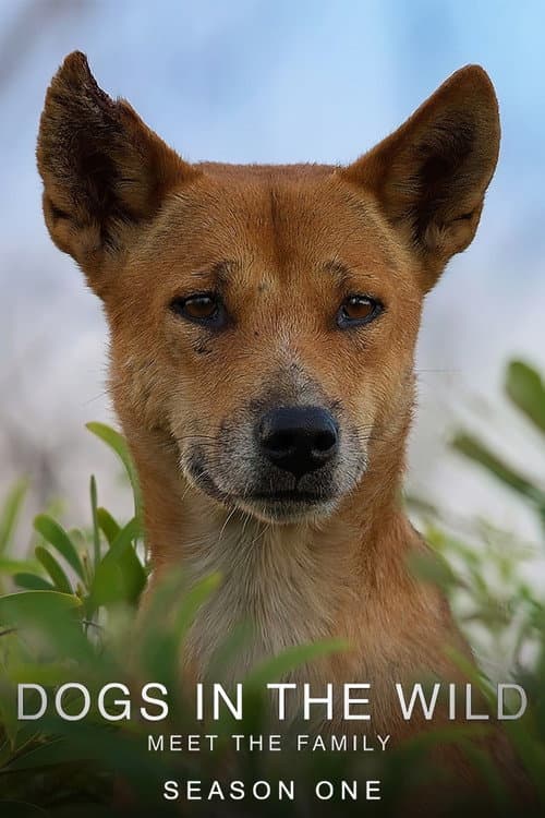 Dogs in the Wild: Meet the Family Season 1 poster