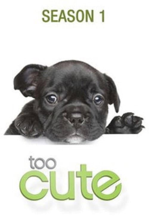 Too Cute Season 1 poster