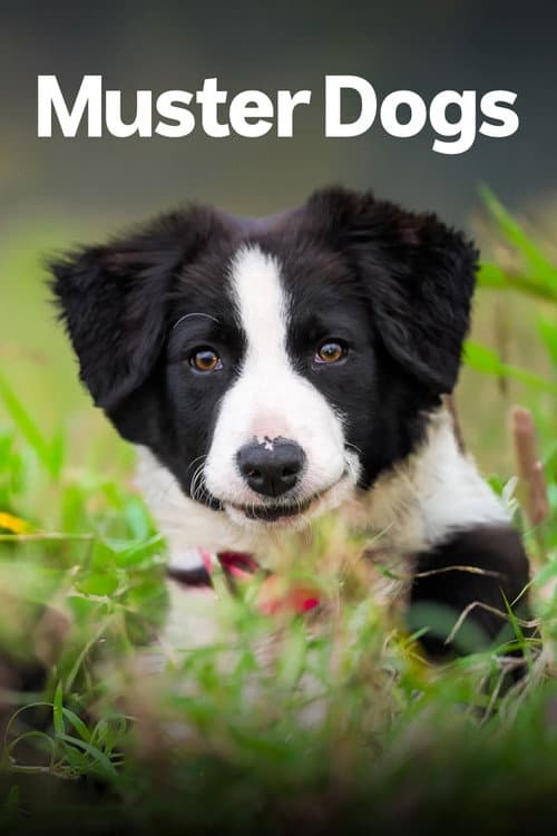 Muster Dogs Australian Border Collie pups poster