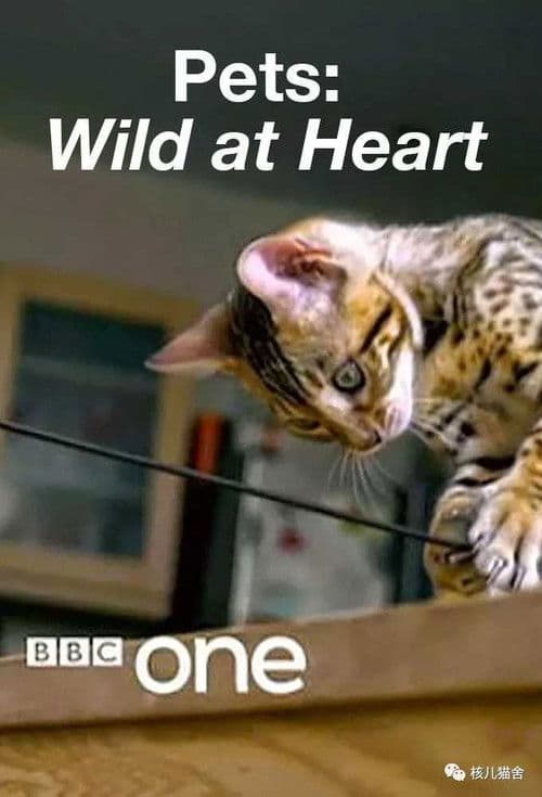Pets: Wild at Heart Season 1 poster