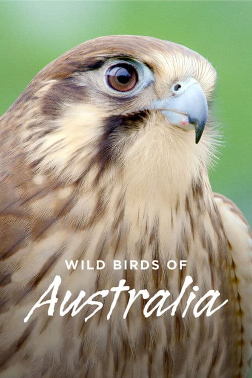 Wild Birds of Australia Season 1 poster