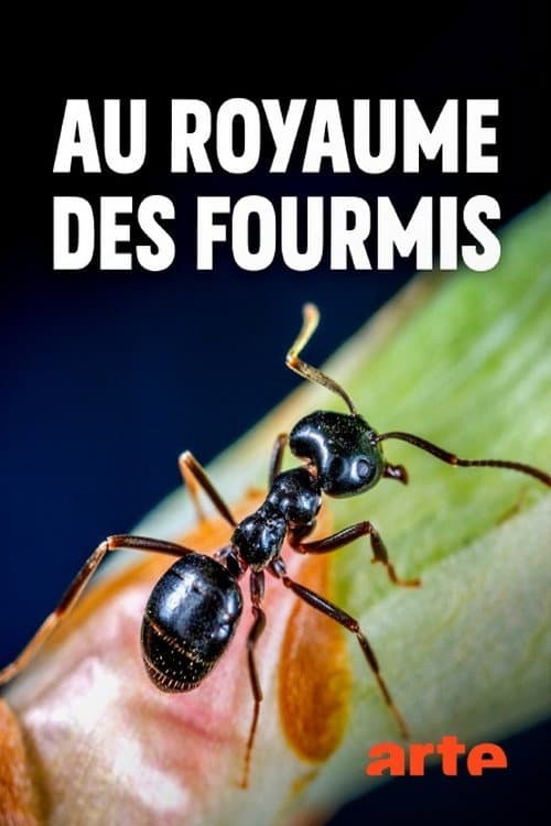 Au royaume des fourmis Season 1 poster