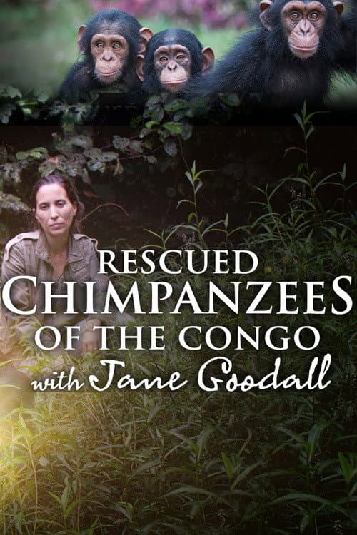 Rescued Chimpanzees of the Congo with Jane Goodall Season 1 poster