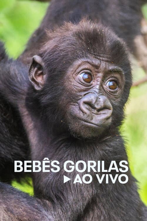 Baby Gorilla Cam Season 1 poster