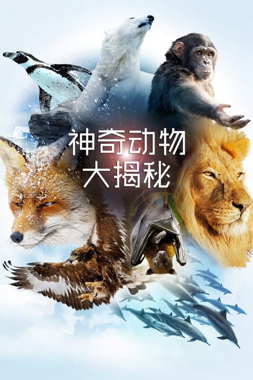 The Wonder of Animals Season 1 poster