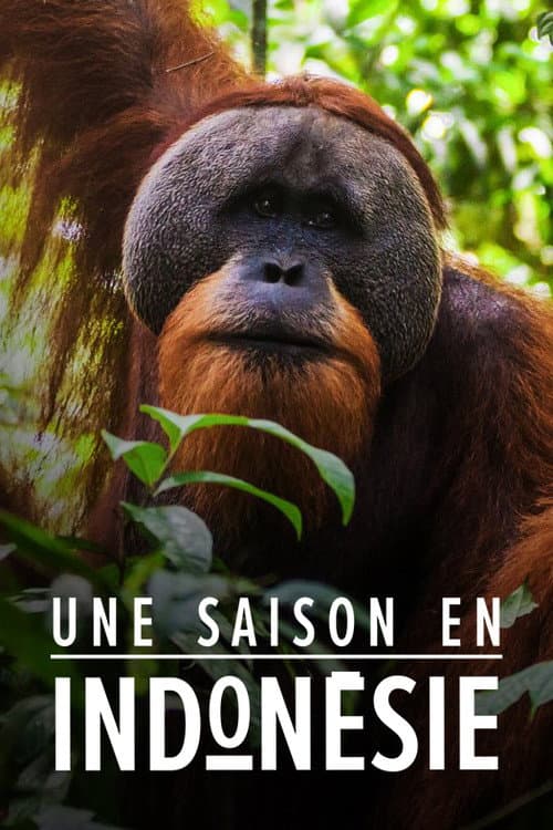 Une saison en Indonésie Season 1 poster