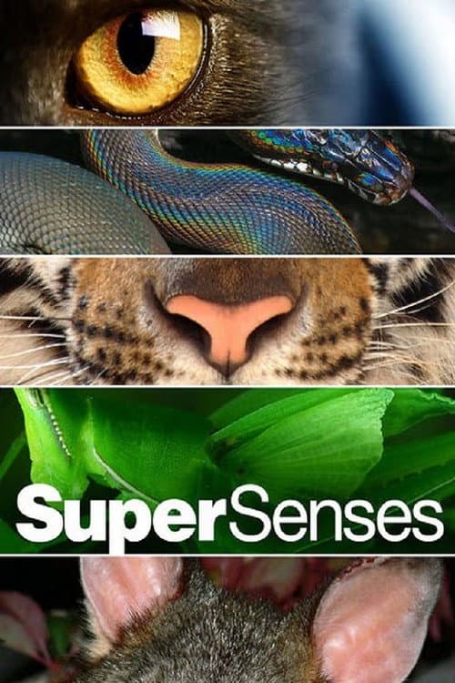 Supersenses Season 1 poster