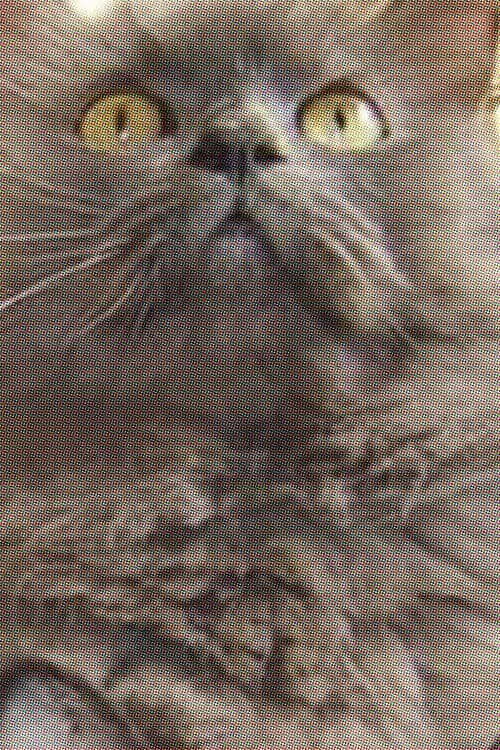 Monstro Cat