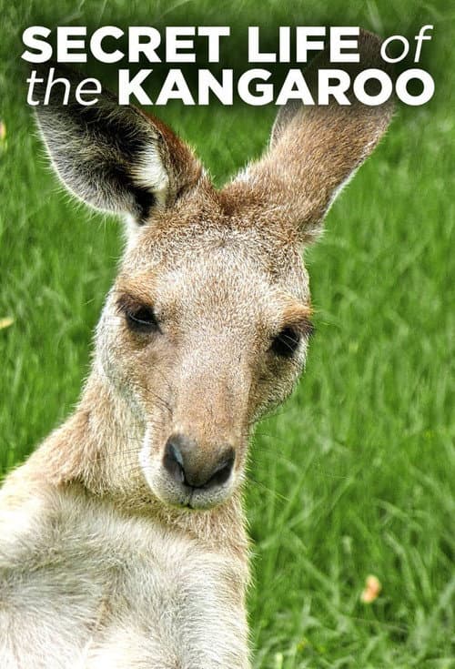 Secret Life of the Kangaroo Season 1 poster