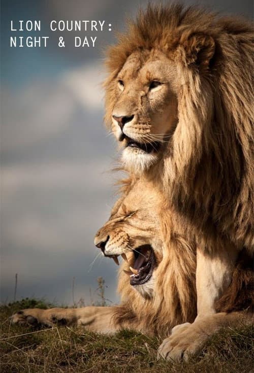 Lion Country: Night and Day Season 1 poster