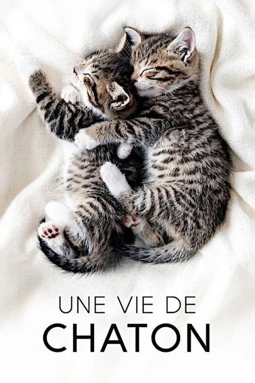 The Secret Life of Kittens Season 1 poster