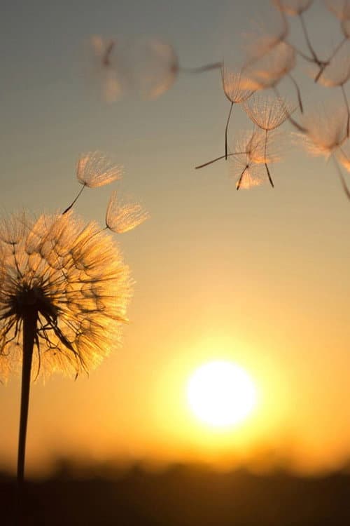 Pusteblume Season 2 poster