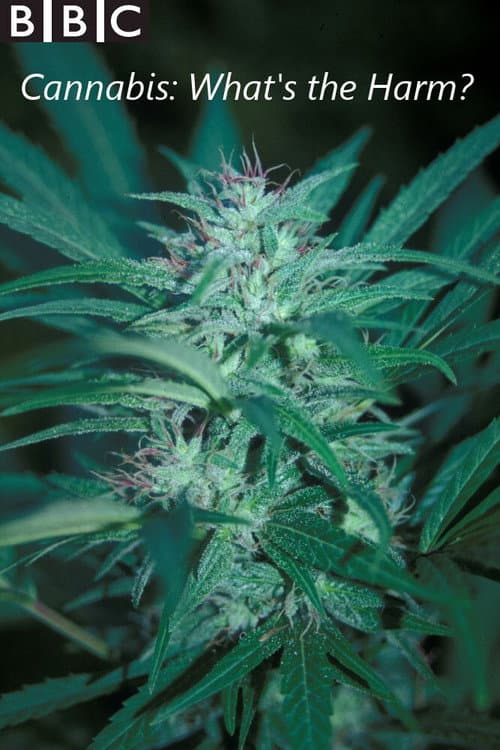 Cannabis: What's the Harm? Season 1 poster