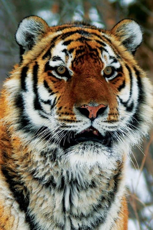 Operation Snow Tiger Season 1 poster