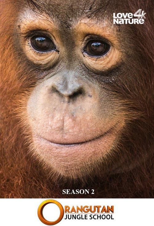 Orangutan Jungle School Season 2 poster