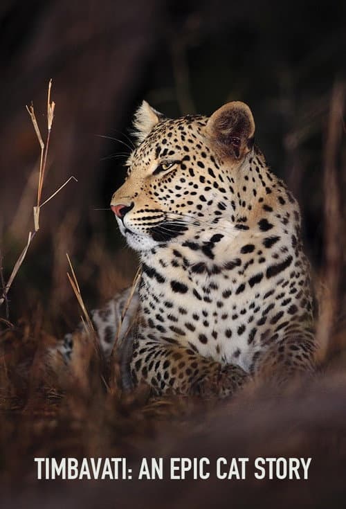 Timbavati: An Epic Cat Story Season 1 poster