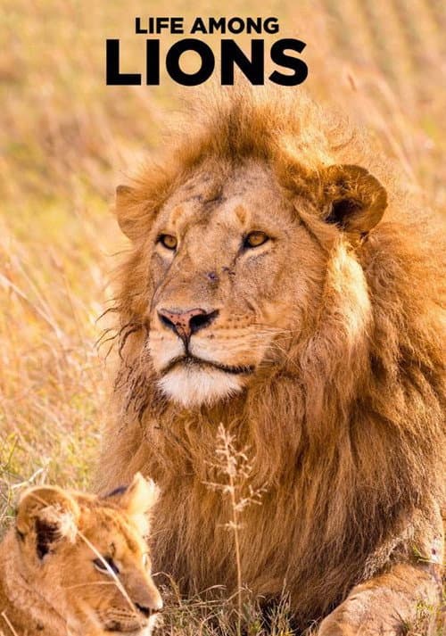 Life Among Lions Season 1 poster