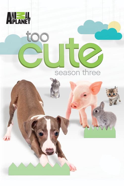 Too Cute Season 3 poster