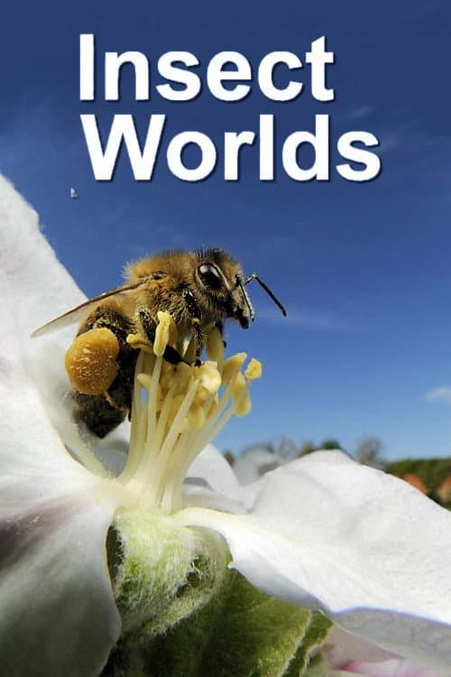 Insect Worlds Season 1 poster