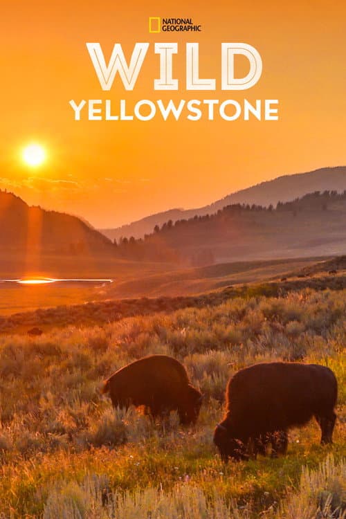 Wild Yellowstone Miniseries poster