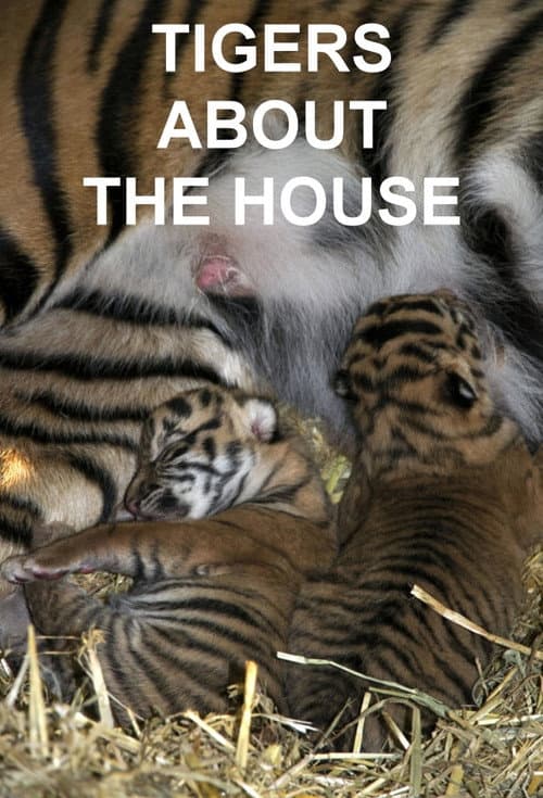 Tigers About the House What Happened Next poster
