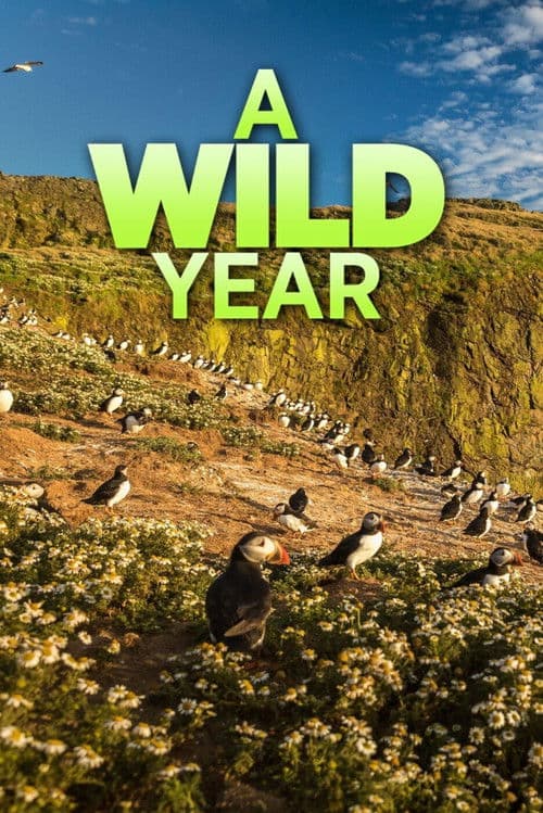 A Wild Year Series 1 poster