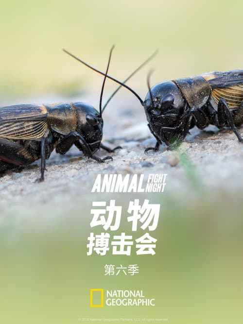 Animal Fight Night Season 6 poster