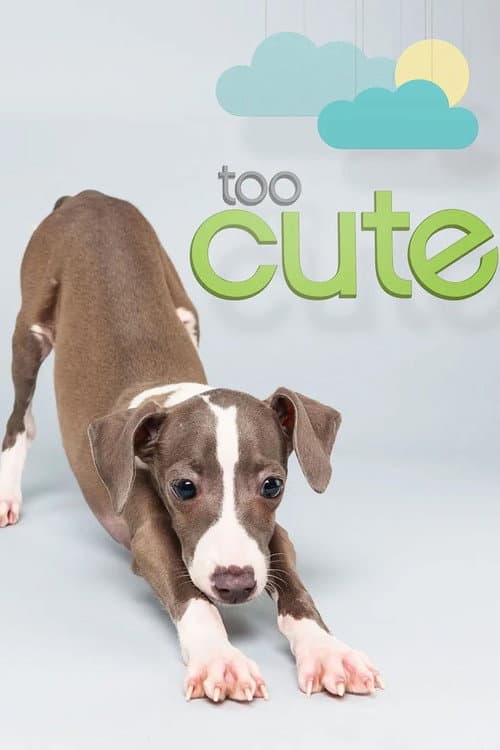 Too Cute Season 5 poster