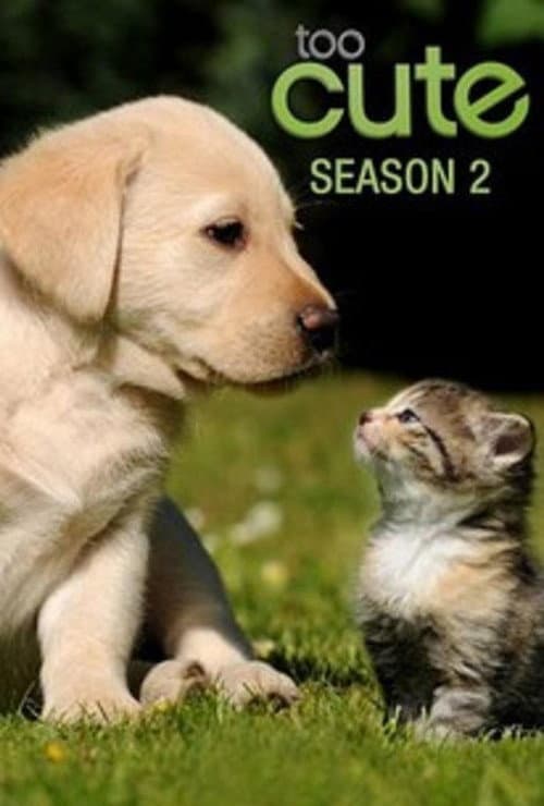 Too Cute Season 2 poster