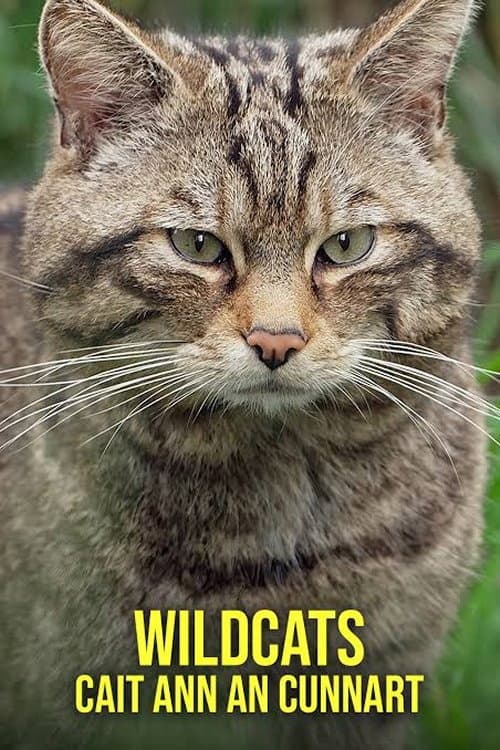 Wildcats: Cait ann an Cunnart Season 1 poster