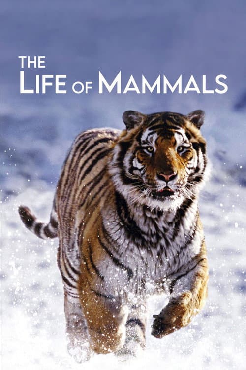 The Life of Mammals Season 1 poster