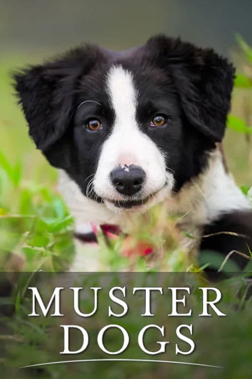 Muster Dogs Kelpie puppies poster
