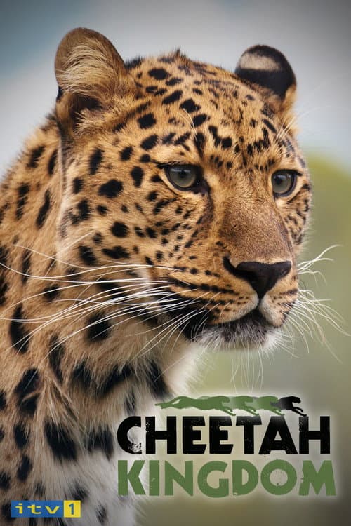 Cheetah Kingdom Season 1 poster