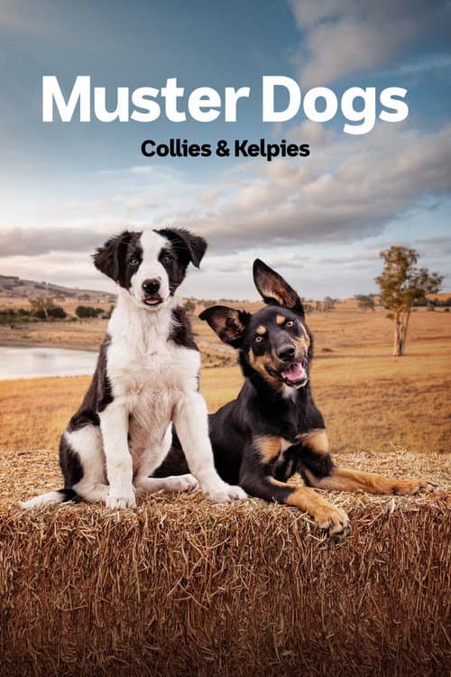 Muster Dogs Collies & Kelpies poster