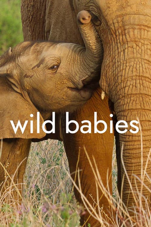 Wild Babies Season 1 poster