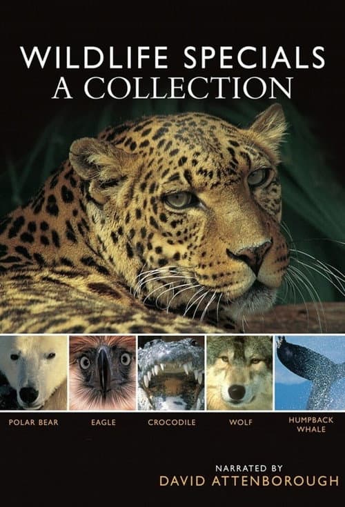 Wildlife Specials The wildlife specials season 1 poster