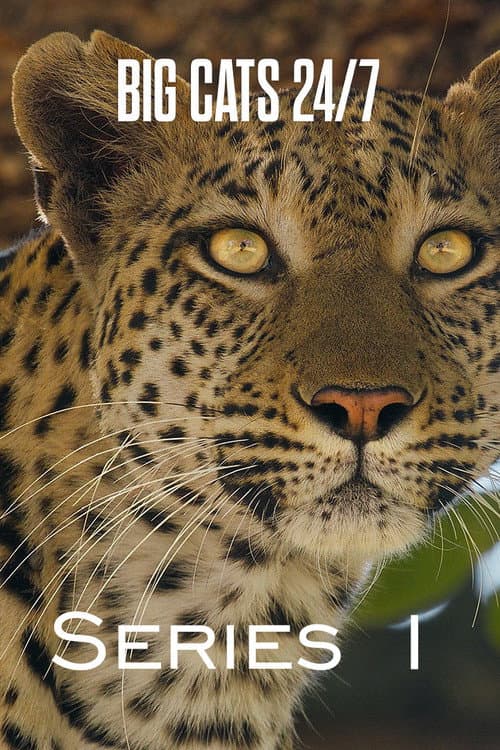 Big Cats 24/7 Series 1 poster
