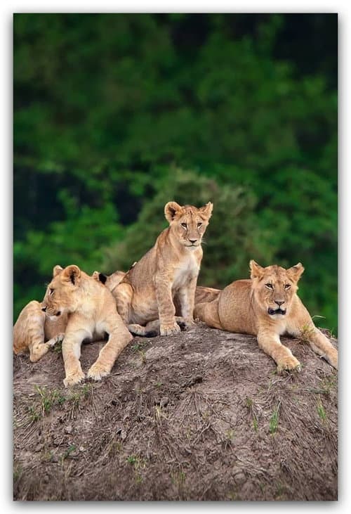 Little Big Cat Season 1 poster