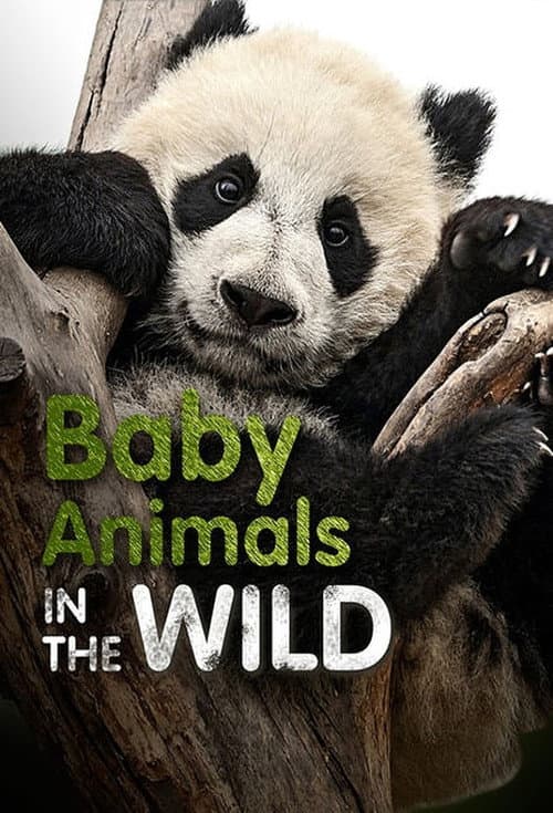 Baby Animals In The Wild Season 1 poster