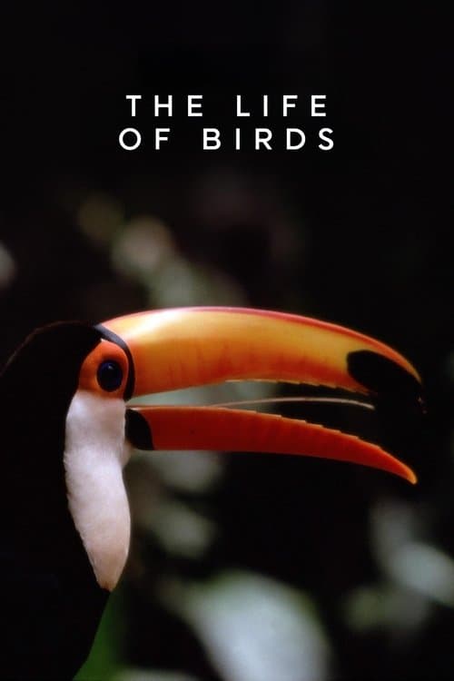 The Life of Birds Miniseries poster