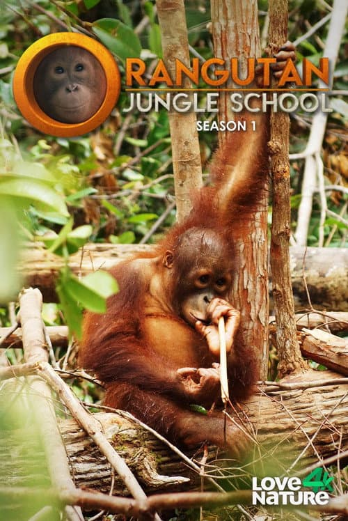 Orangutan Jungle School Season 1 poster