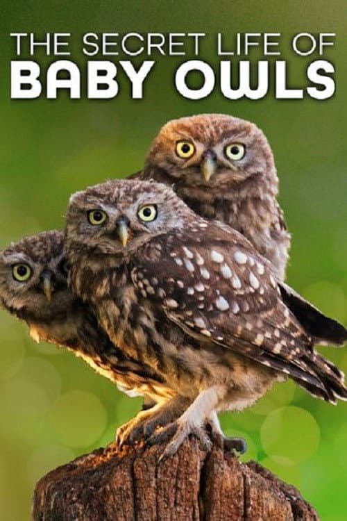 The Secret Life of Owls Season 1 poster