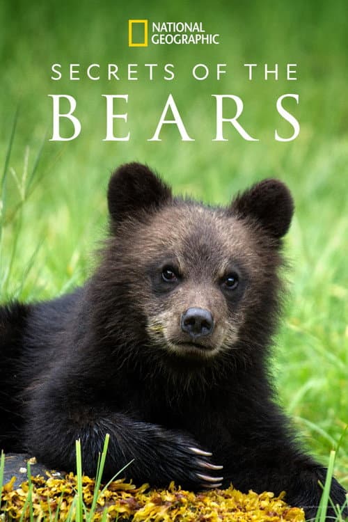Secrets of the Bears Miniseries poster