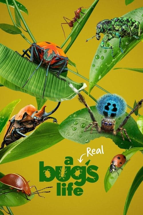 A Real Bug's Life Season 1 poster