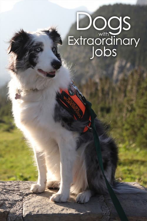 Dogs with Extraordinary Jobs Season 1 poster