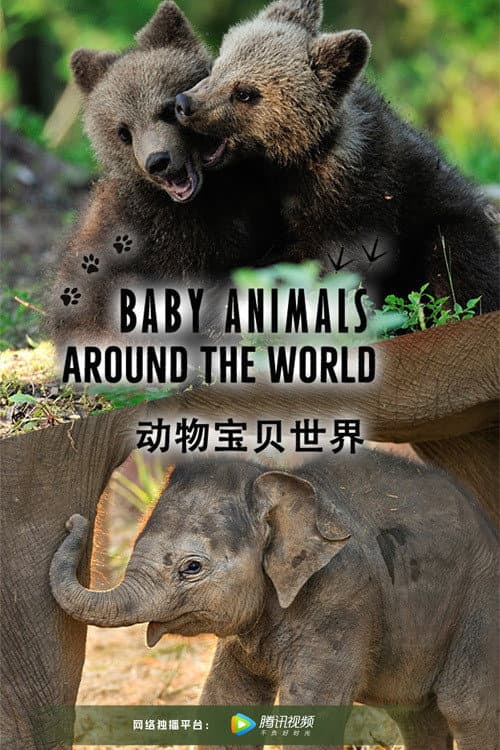 Baby Animals Around the World Season 1 poster